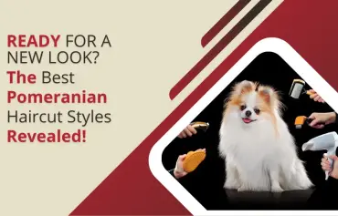 Our Top 10 Favorite Pomeranian Dog Haircut Styles